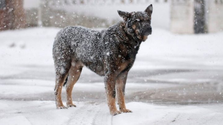 La juventud fueguina opina 6