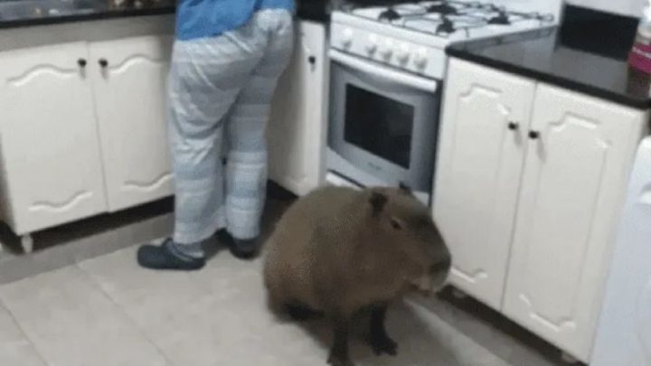 Adoptaron un carpincho como mascota: «Duerme en nuestra cama»