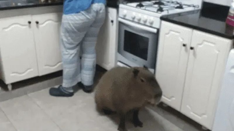 Adoptaron un carpincho como mascota: «Duerme en nuestra cama»