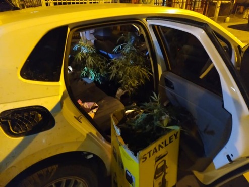 Fue sorprendido con 3 plantas de marihuana dentro del auto