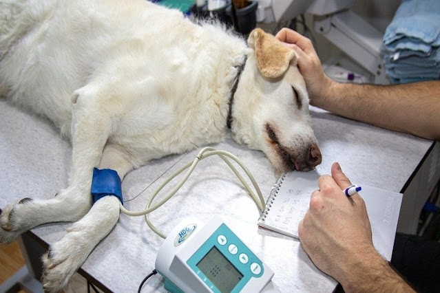 Denuncia penal por la aparición de 10 perros envenenados