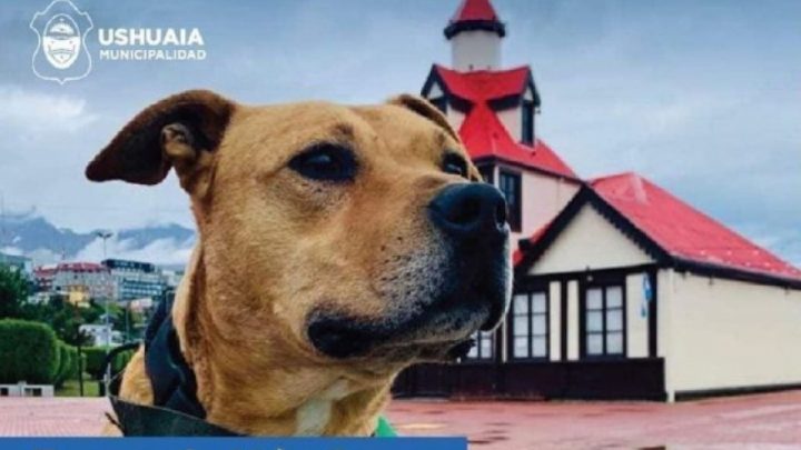 Este viernes se realizará una nueva jornada de “Zoonosis Más Cerca”