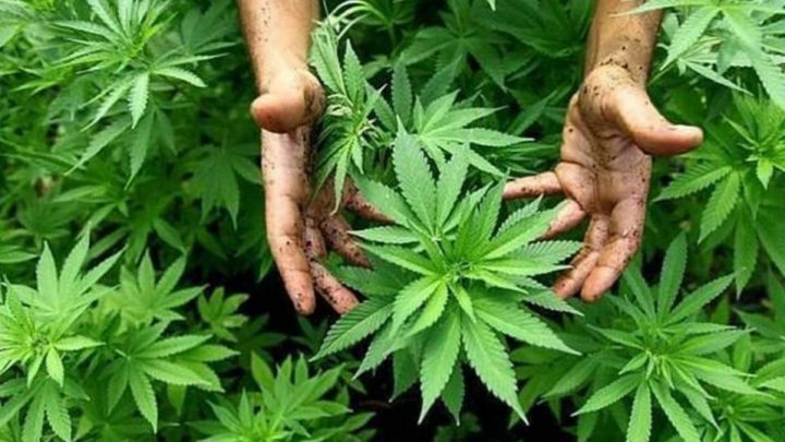 Se Realizará La Concentración “No Más Presos Por Cultivar”