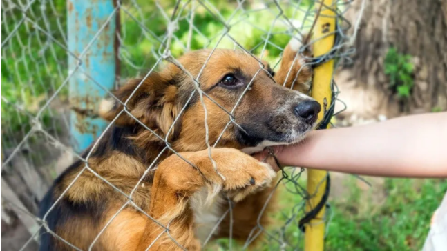 Condenaron a un carnicero por prender fuego y matar a «Rocky», el perro de su vecina