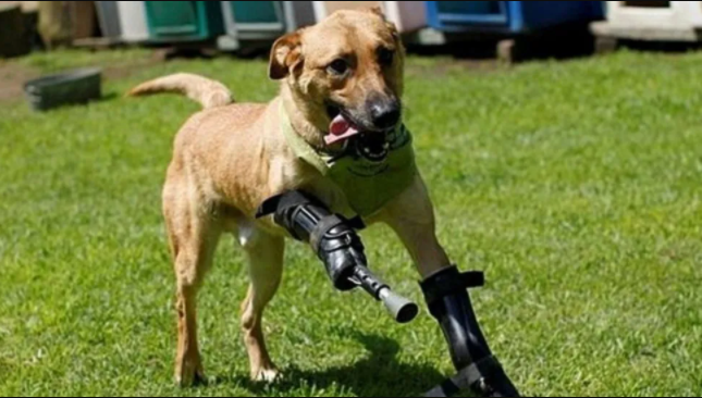 Perro sobrevivió tortura, mutilación y el derrumbe de su hogar: ahora es activista