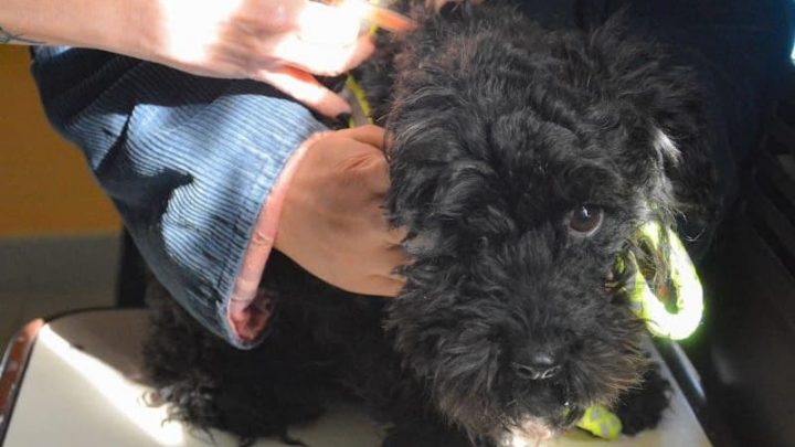 GRAN CONCURRENCIA EN UNA NUEVA JORNADA DE “ZOONOSIS MÁS CERCA” EN EL BARRIO PIPO