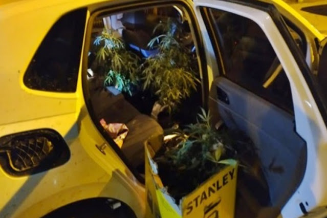 Amenazo a la hermana, se fue y lo detuvieron con varias plantitas en el auto