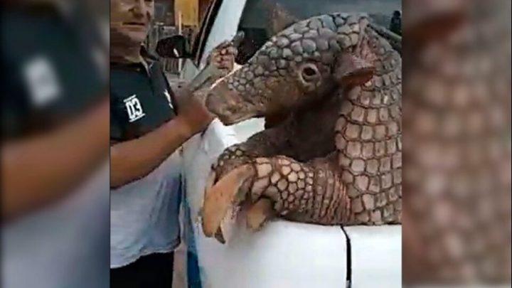 Hallan un enorme ejemplar de tatú carreta y lo liberan en una reserva