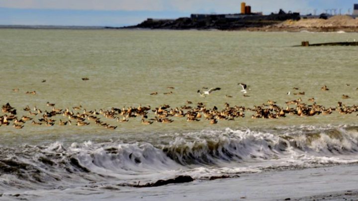 Se llevará adelante diversas actividades por los 12 años del «Festival de Aves»
