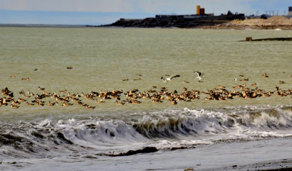 Se llevará adelante diversas actividades por los 12 años del «Festival de Aves» Se llevará adelante diversas actividades por los 12 años del «Festival de Aves»