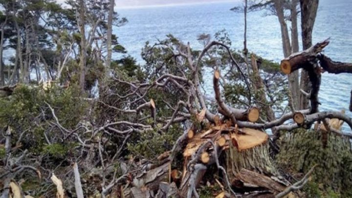 Bosques nativos acusan a Manekenk de ser cómplices del Gobierno