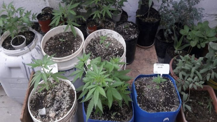 En allanamiento por okupas, encontraron un invernadero de marihuana