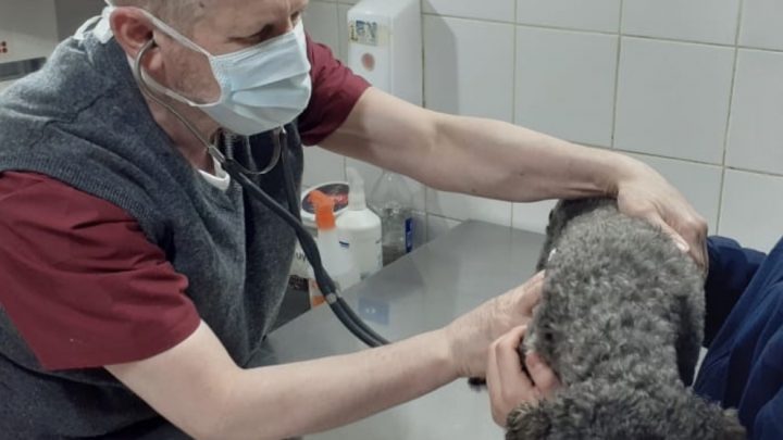 Veterinarios se unen al paro por la agresión que recibió un profesional en Buenos Aires