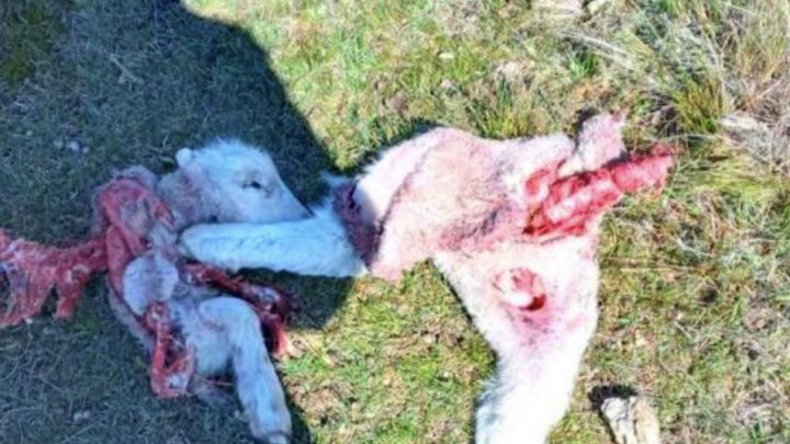 Perros cimarrones atacaron a unas 10 ovejas en el predio de la Misión Salesiana