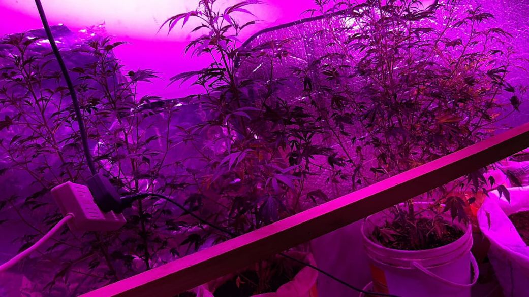 Secuestran plantas de marihuana y pequeñas cantidades de droga Secuestran plantas de marihuana y pequeñas cantidades de droga