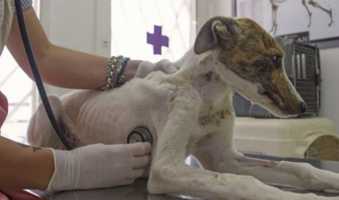 Proyecto De Guardias Veterinarias Las 24 Horas: «No Se Nos Puede Obligar», Advirtió Un Profesional