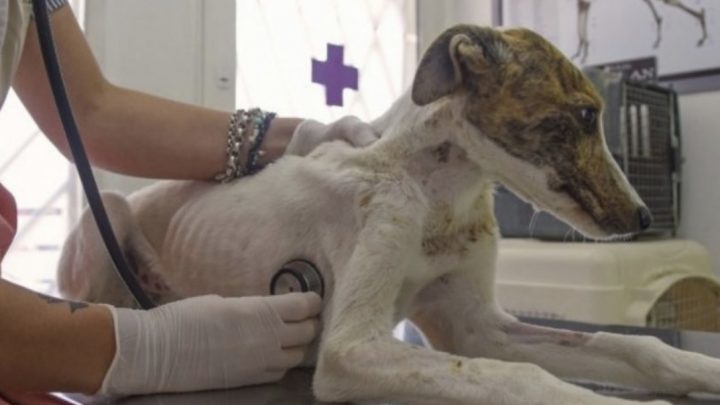 Proyecto De Guardias Veterinarias Las 24 Horas: «No Se Nos Puede Obligar», Advirtió Un Profesional