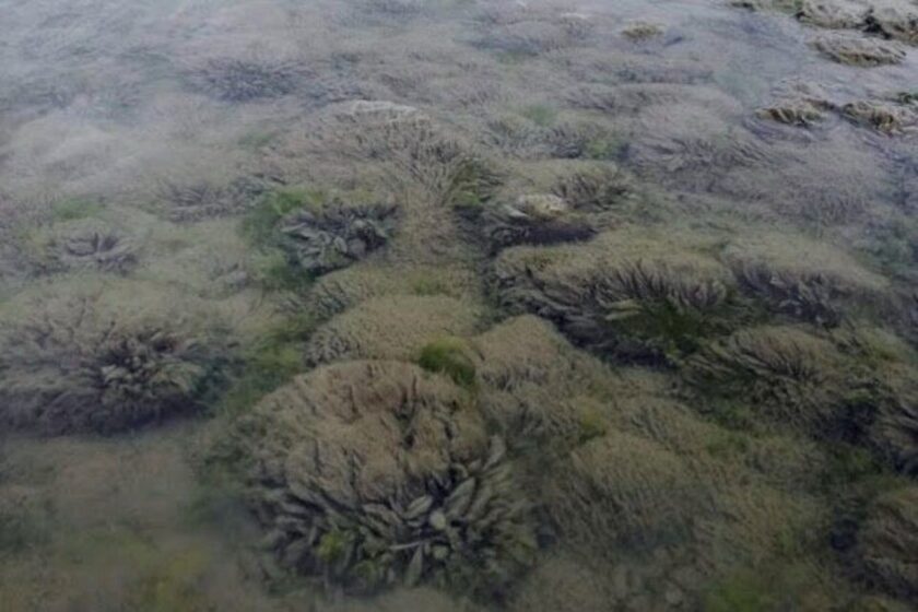 Didymo o “moco de roca”: la especie invasora que amenaza ríos y lagos de la Patagonia