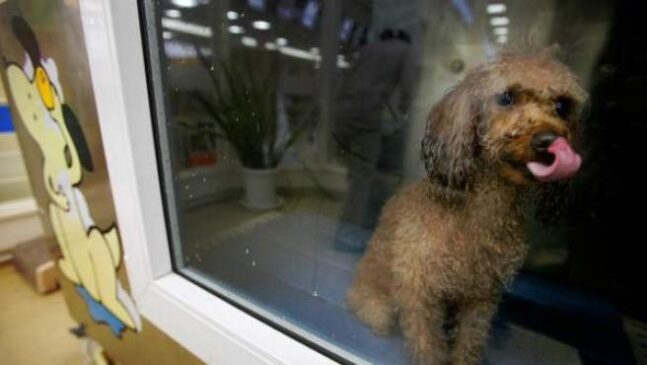 Francia prohíbe venta de perros y gatos en tiendas de animales a partir de 2024