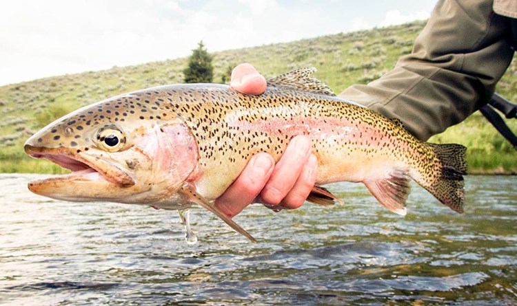 “El 1 de enero de 2022 comienza la temporada de pesca en los ríos que desembocan en el Lago Fagnano”