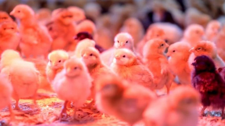 EL CENTRO DE CRÍA MUNICIPAL RECIBIÓ LAS PRIMERAS POLLITAS PONEDORAS DE LA TEMPORADA