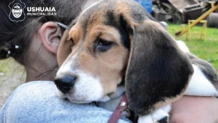 LA MUNICIPALIDAD DE USHUAIA LLEVARÁ ADELANTE UNA JORNADA DE CASTRACIÓN MASIVA EN EL CENTRO COMUNITARIO KyD