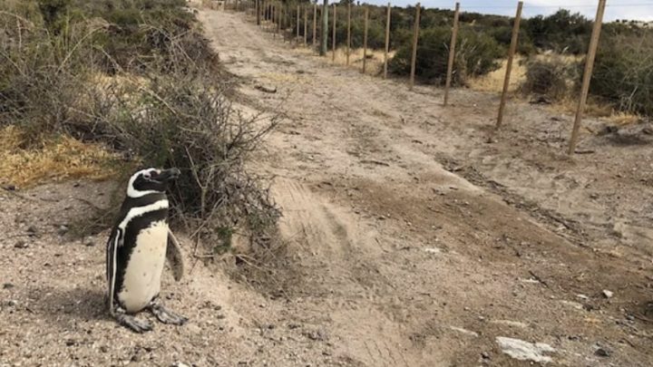 Punta Tombo: un conflicto familiar desencadenó la masacre de 292 pingüinos y huevos de pichón