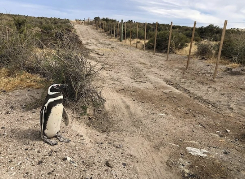 Punta Tombo: un conflicto familiar desencadenó la masacre de 292 pingüinos y huevos de pichón