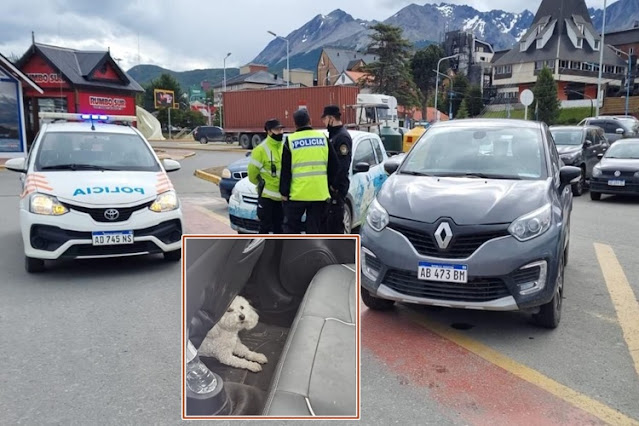 Dejo el perro encerrado en el auto y quedo imputada por maltrato animal en Ushuaia