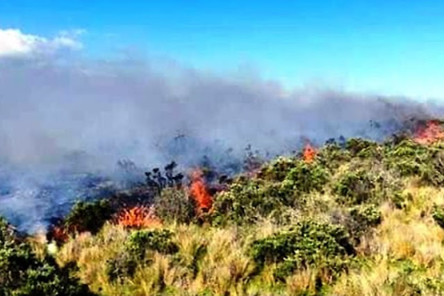 Incendio afecto unas 20 hectáreas