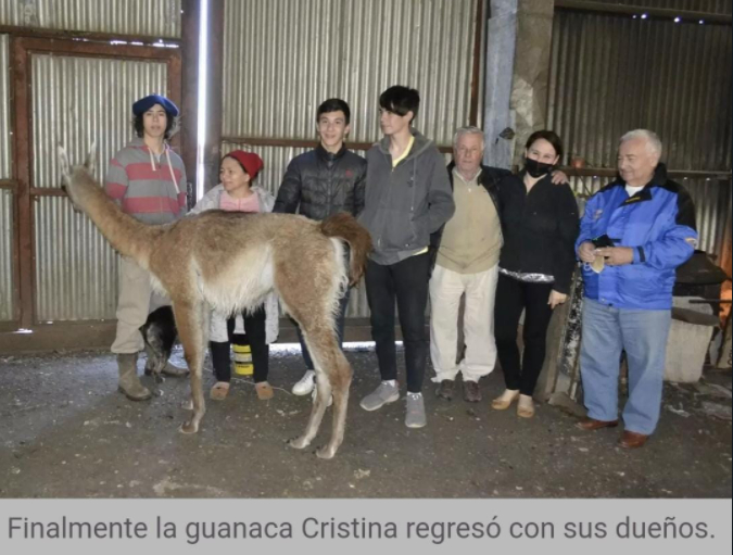 Cristina, la guanaca, volvió a casa