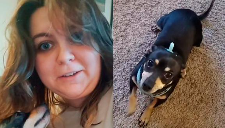 Mujer en Estados Unidos se indigna porque el perro que adoptó “solo hace caso si le hablan en español” Mujer en Estados Unidos se indigna porque el perro que adoptó “solo hace caso si le hablan en español”