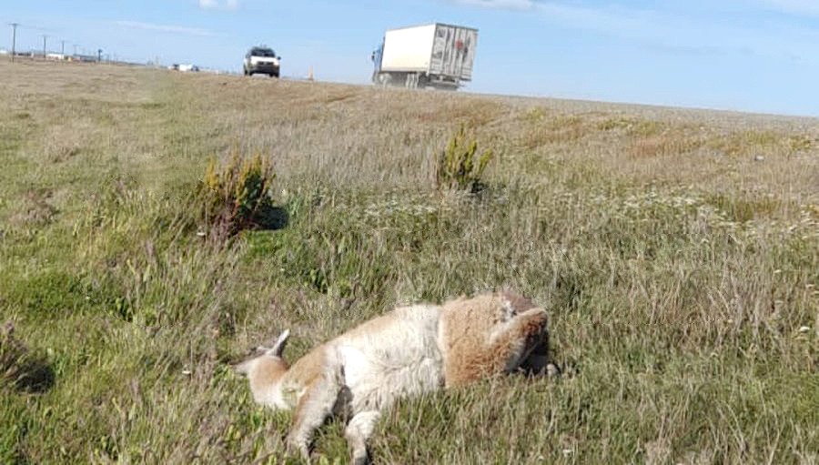 Camionero atropelló a un guanaco