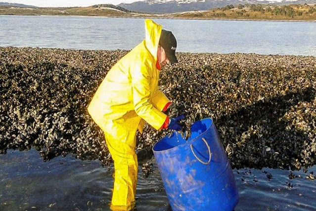 Veda por marea roja en el Canal Beagle, prohibido recolectar moluscos Veda por marea roja en el Canal Beagle, prohibido recolectar moluscos