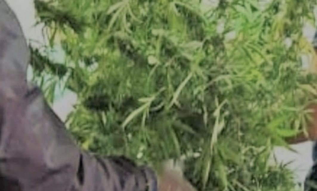 Allanamiento por invernadero de marihuana en Ushuaia