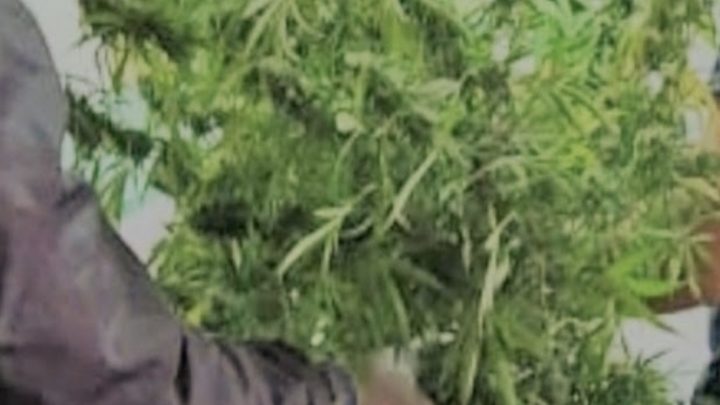 Allanamiento por invernadero de marihuana en Ushuaia