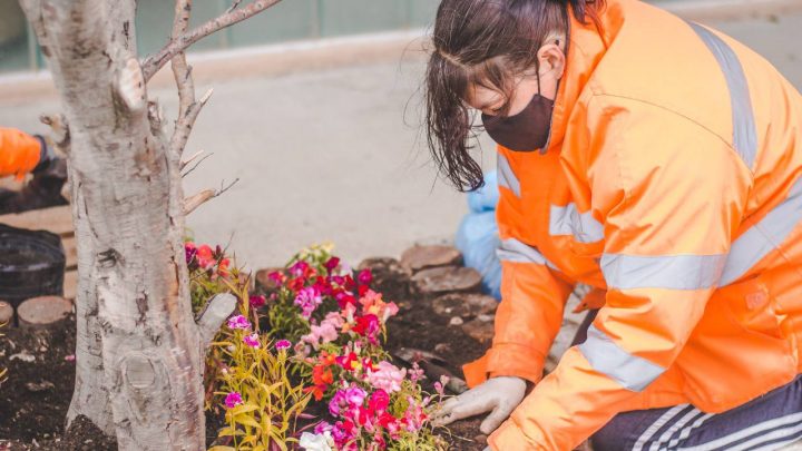 LA MUNICIPALIDAD REALIZA TRABAJOS DE EMBELLECIMIENTO EN DISTINTOS PUNTOS DE LA CIUDAD