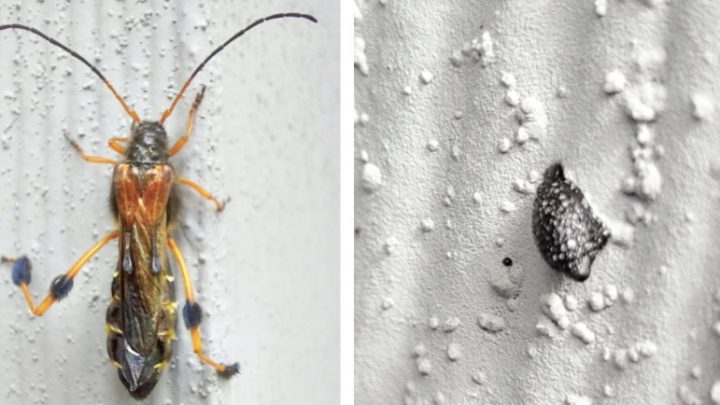 Vecino encuentra en su jardín una “callisphyris leptopus Philippi”