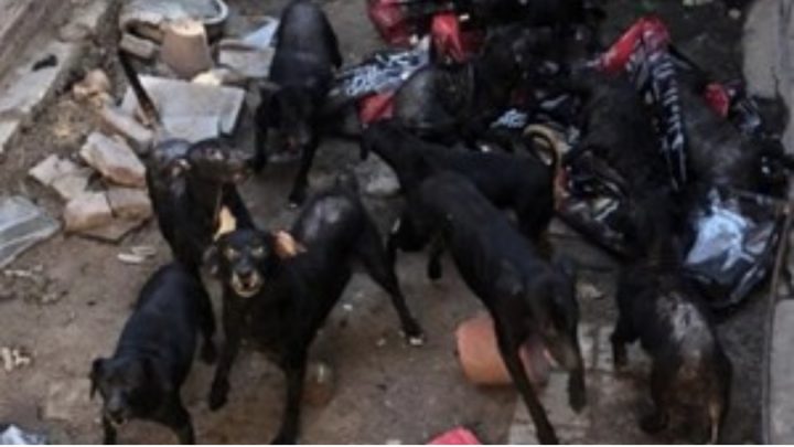 Tiene más de 30 perros, no los puede controlar y teme que la devoren: “Se comen entre ellos”