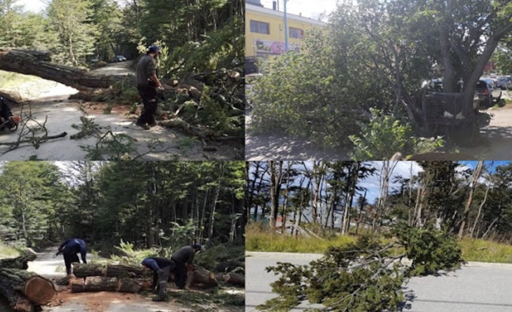 Numerosa caída de arboles por el temporal de viento en Ushuaia