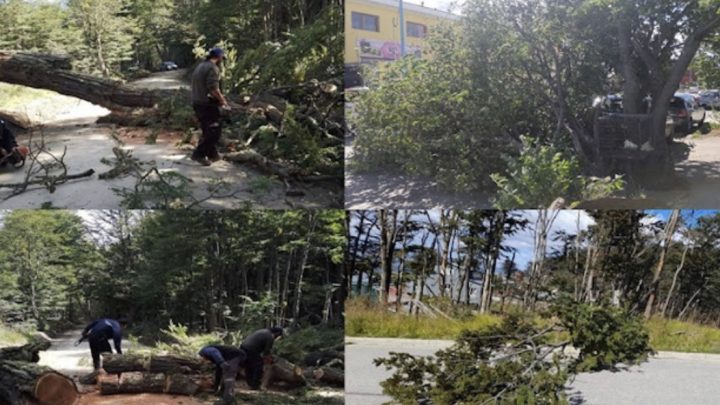 Numerosa caída de arboles por el temporal de viento en Ushuaia