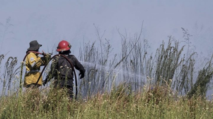 Península Valdés: 45 ballenas aparecieron muertas durante el 2021
