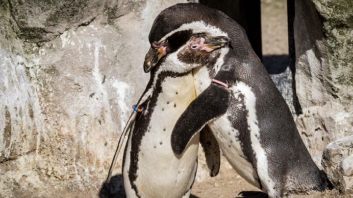 Pareja gay de pingüinos adoptaron un huevo y lo crían como si fuera su polluelo. Padres ejemplares