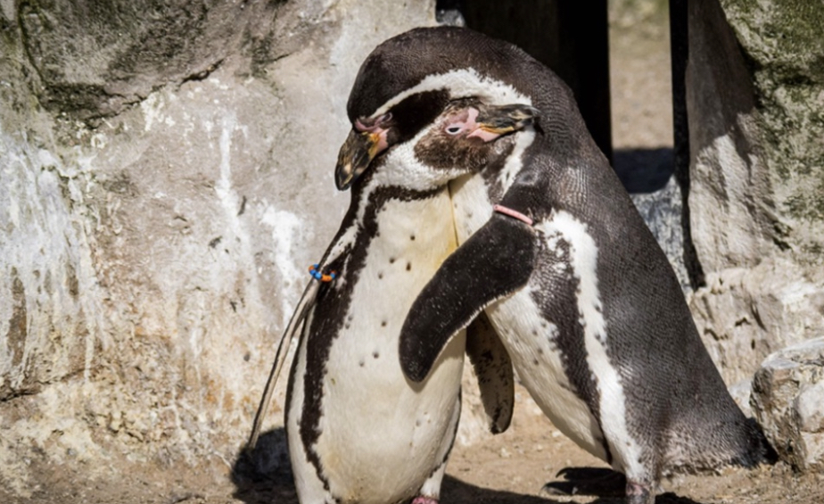 Pareja gay de pingüinos adoptaron un huevo y lo crían como si fuera su polluelo. Padres ejemplares Pareja gay de pingüinos adoptaron un huevo y lo crían como si fuera su polluelo. Padres ejemplares