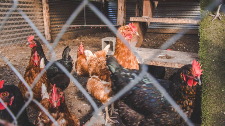 LA MUNICIPALIDAD DE USHUAIA RECIBIÓ MÁS DE 300 POLLITAS PONEDORAS QUE ENTREGARÁ A VECINOS Y VECINAS