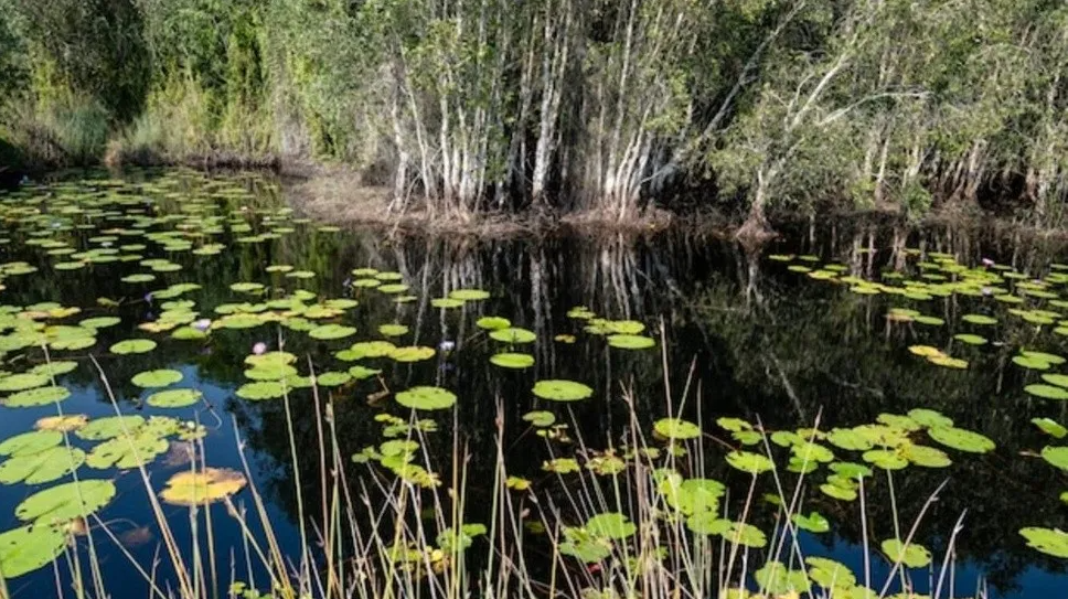 Horror: hallan extraña serpiente peluda y venenosa de 60 centímetros