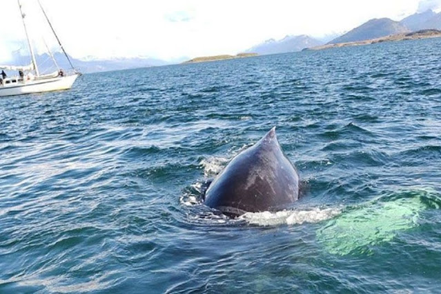 Personal de Prefectura libero una ballena atrapada en unas redes en el Canal Beagle