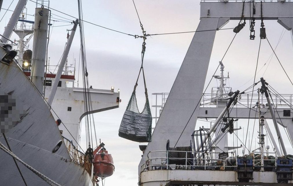 Chubut: Greenpeace Denunció Transbordo De Pesca En Altamar