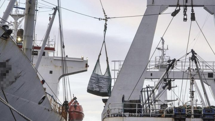 Chubut: Greenpeace Denunció Transbordo De Pesca En Altamar