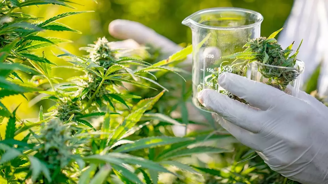 El largo camino hasta el cannabis farmacéutico seguro, eficaz y accesible
